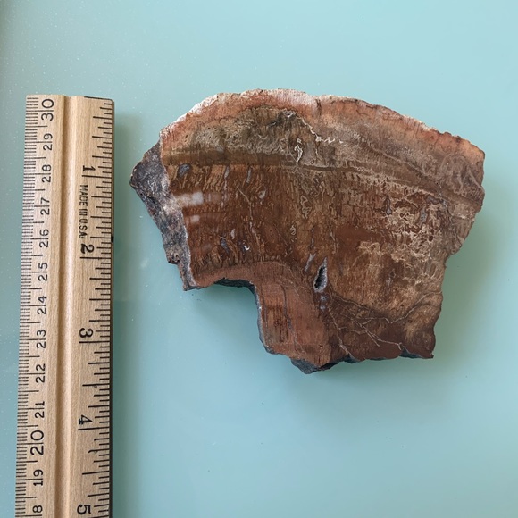 Polished Petrified Wood Slab - Picture 5 of 5